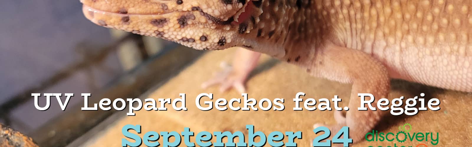 Creature Connection: UV Leopard Geckos