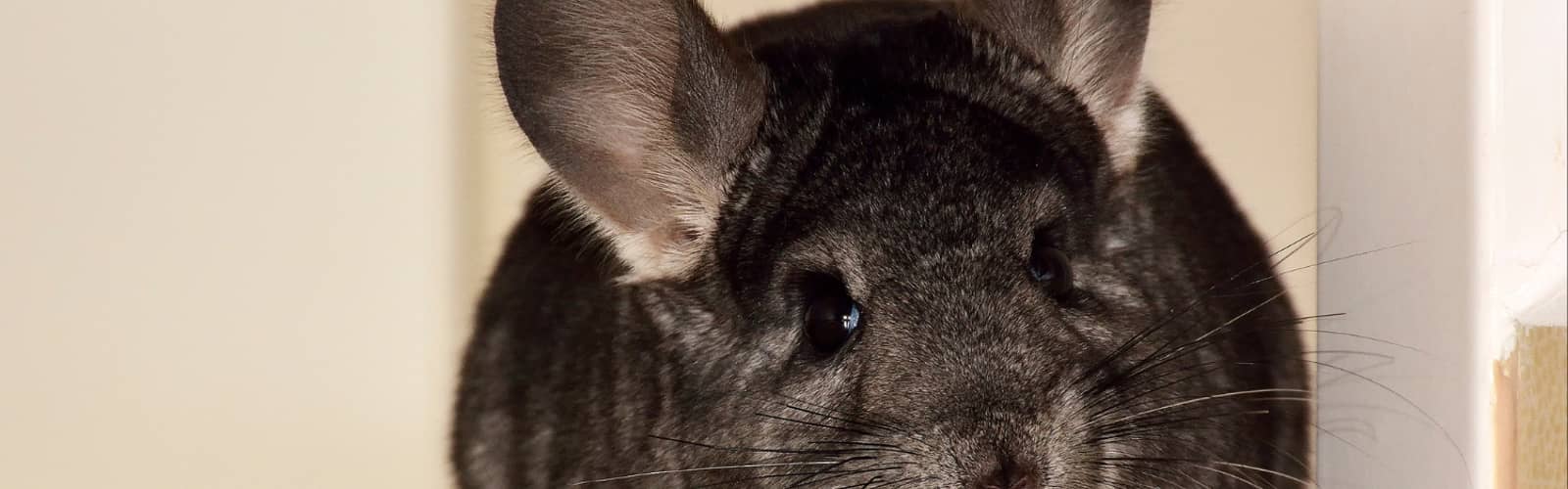Creature Connection: Chinchilla Foraging
