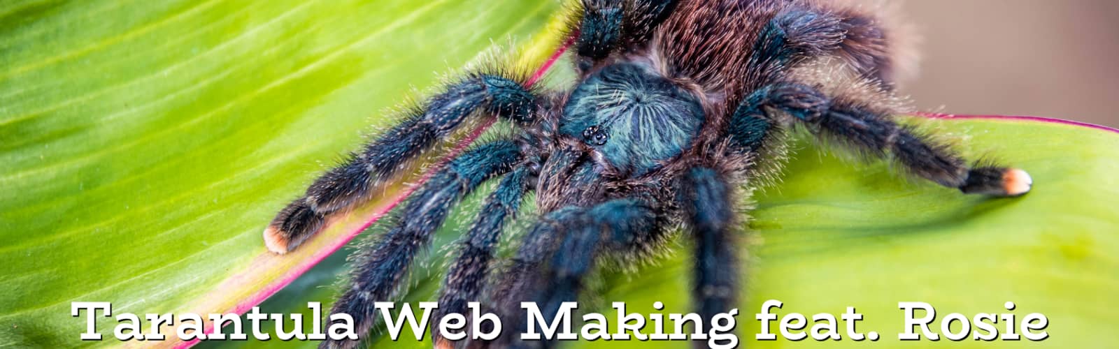 Creature Connection: Tarantula Web Making