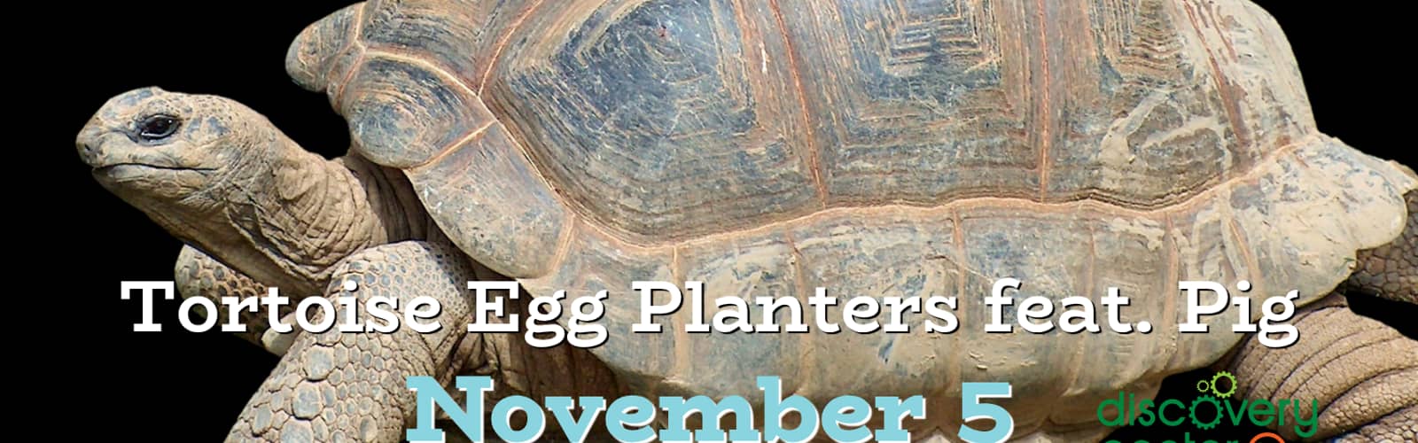Creature Connection: Tortoise Egg Planters