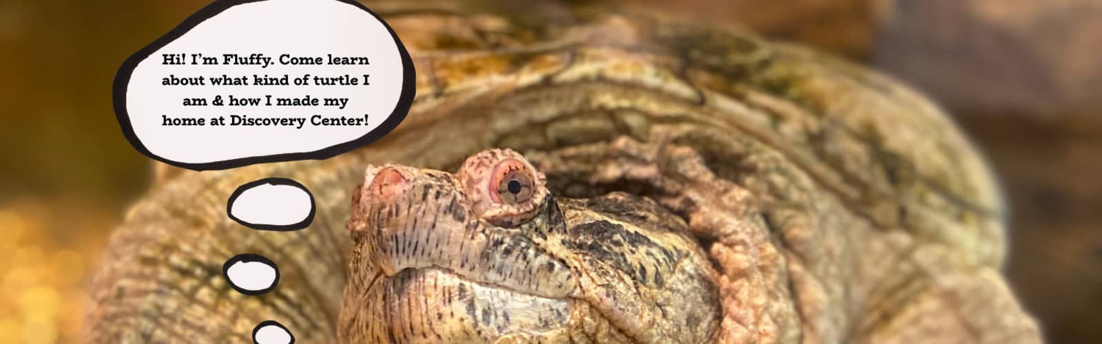 Turtle Talk