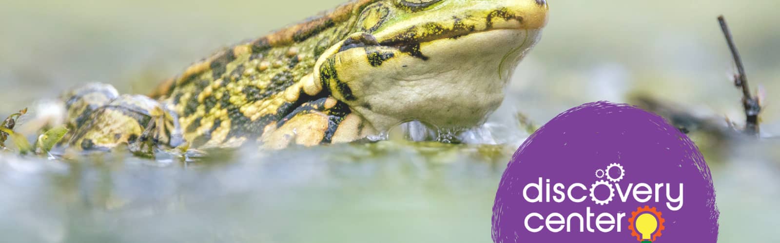 SPARK! Leap, Hop, Croak: An Amphibian Adventure