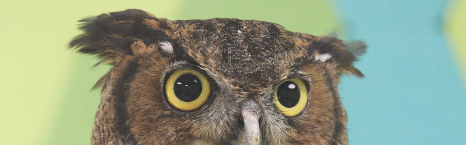 SPARK! Beaks, Wings, and Nesting Things