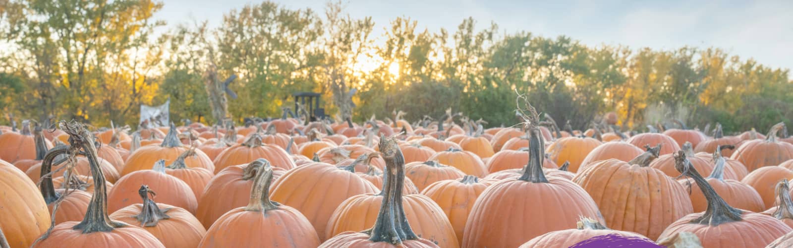 SPARK! The Great Pumpkin Investigation