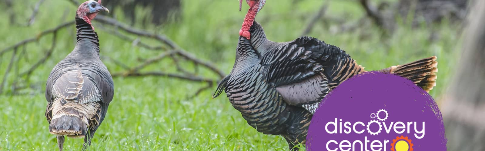 SPARK! Run, Turkey, Run
