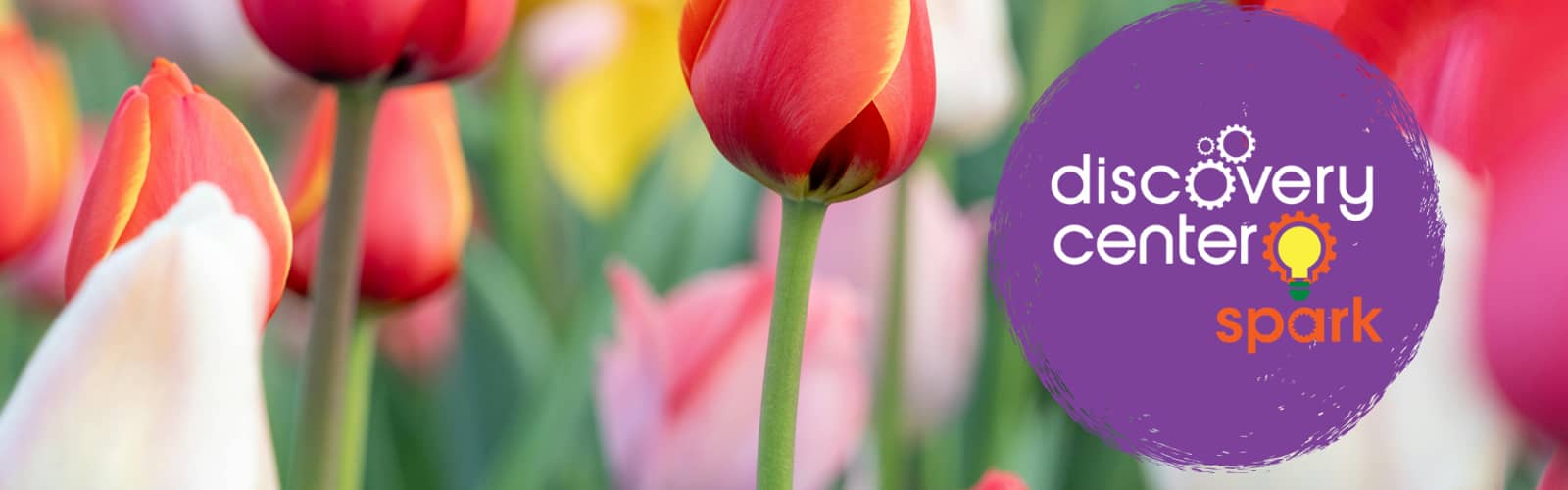 SPARK! Late Fall Garden Day: Tulip Garden