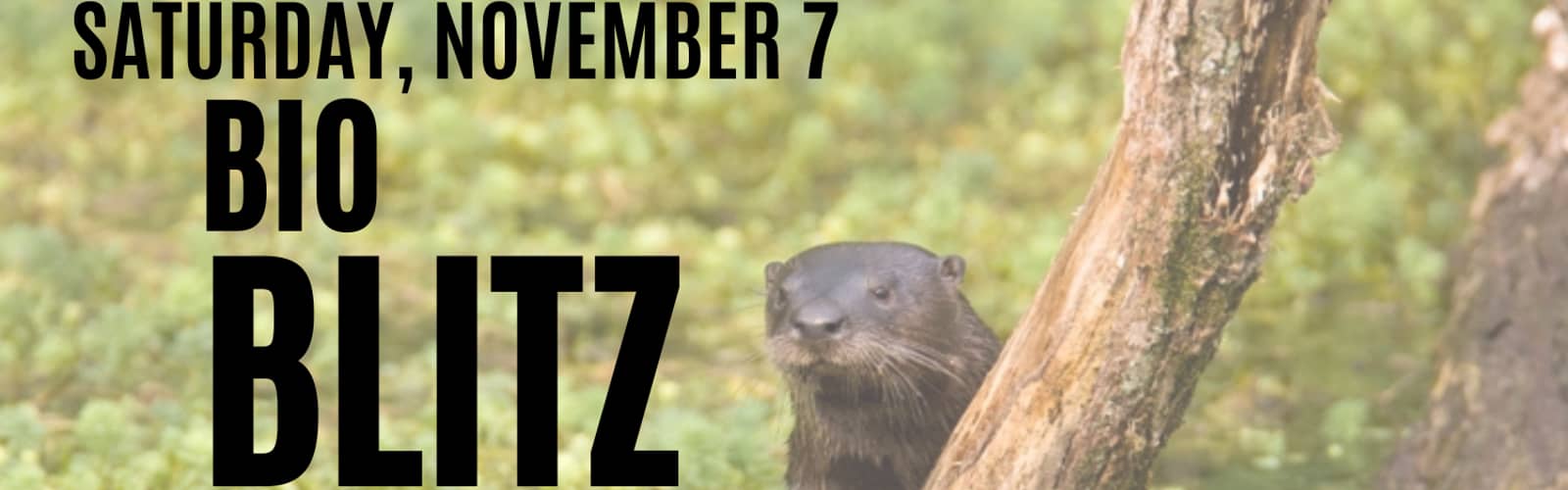 BioBlitz Community Event