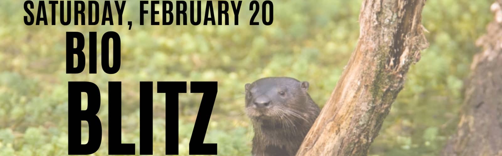 BioBlitz Community Event