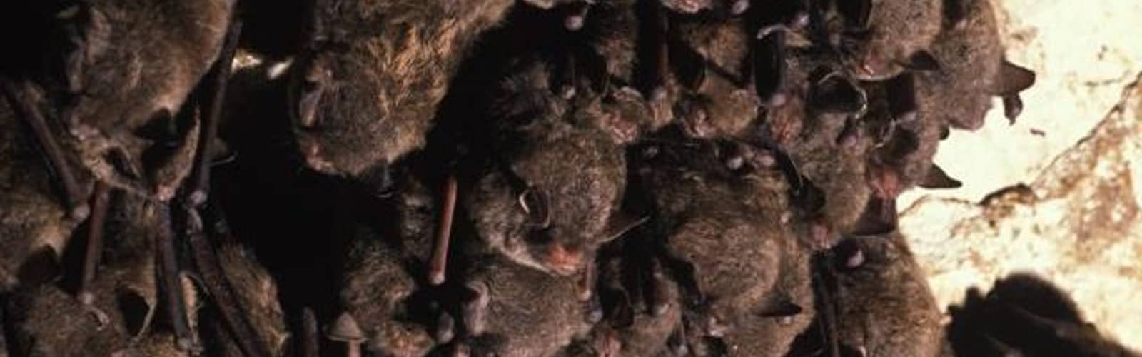 Bat ya didn't know!