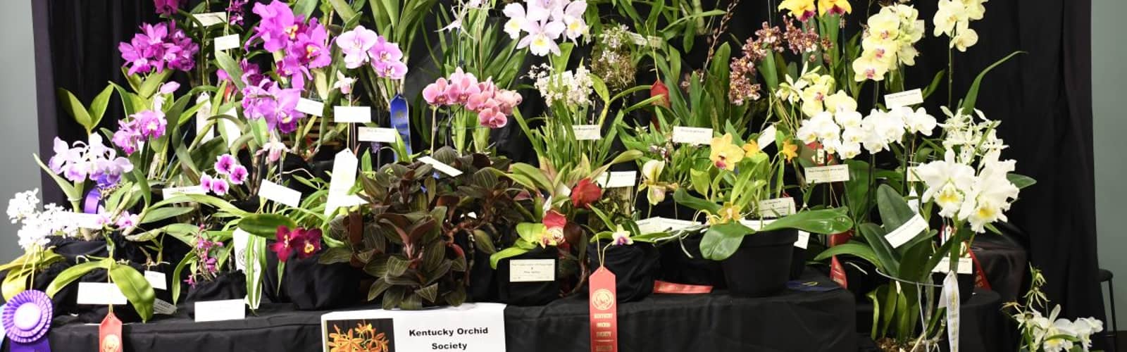 Kentucky Orchid Society Annual Show