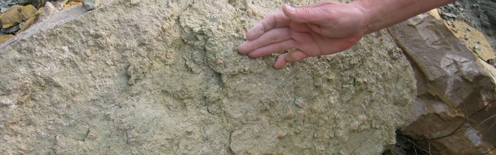 Six Fossil Sunday!