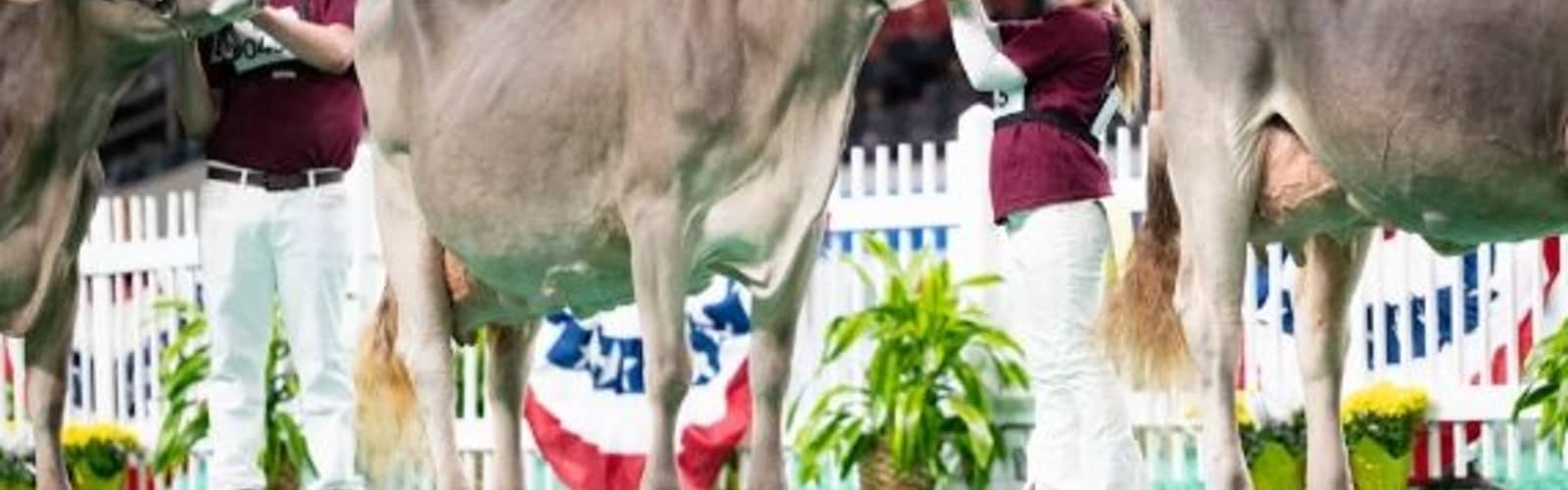 North American Livestock Exposition & Championship Rodeo