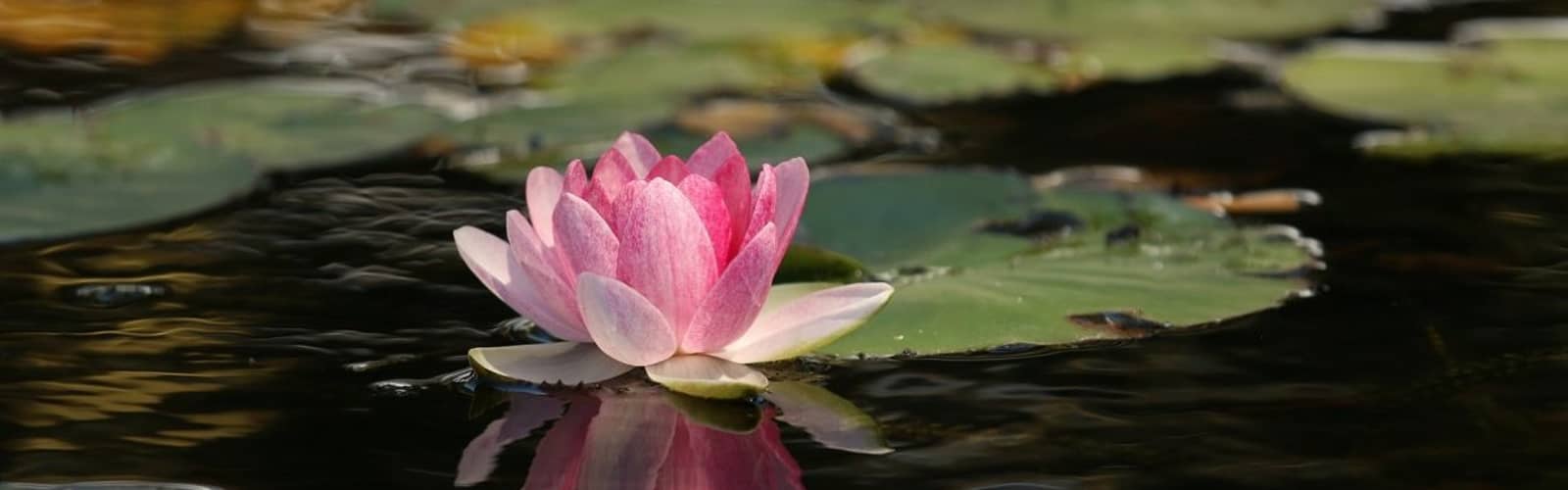WELLNESS IN BLOOM: THE HEALING GARDEN TOUR – OCTOBER