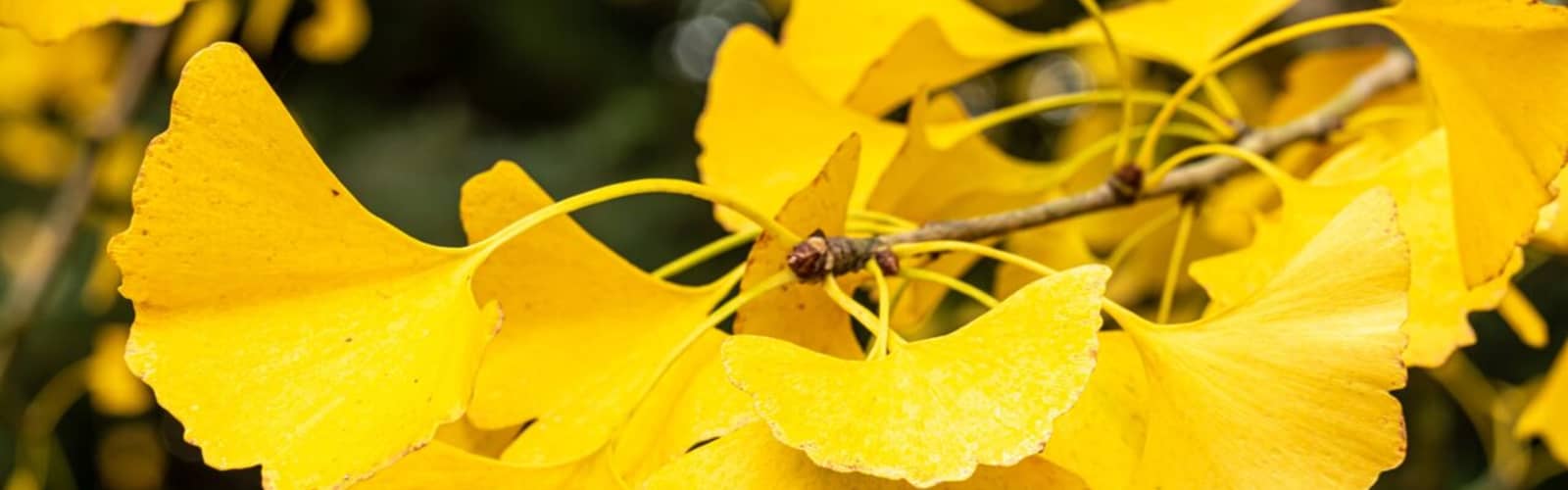 SEASONAL SPLENDOR TOUR: NOVEMBER 5