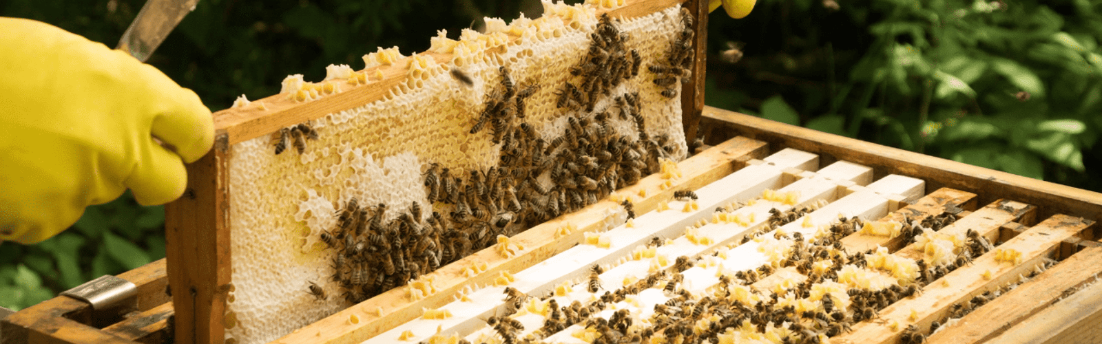 Beginner Beekeeping 2.0