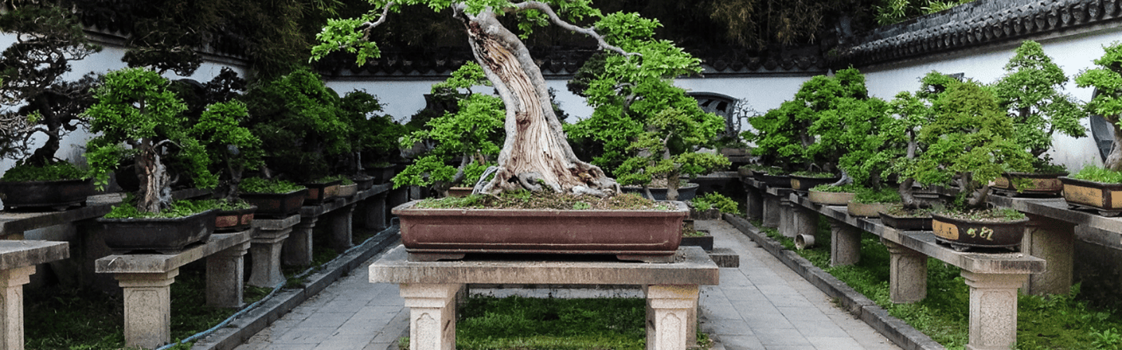 Bonsai for Beginners