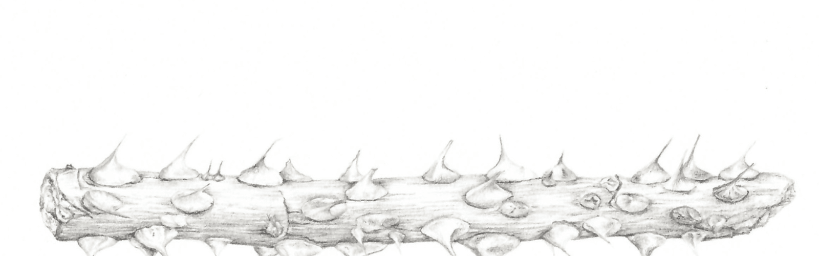 Botany for Botanical Illustration