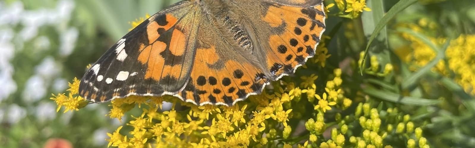 Fall Planting for Pollinators