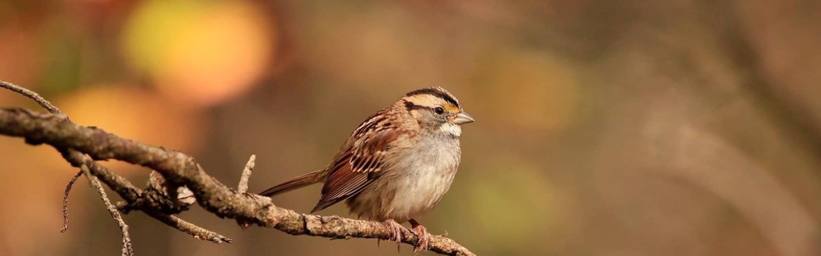 Beginning Birding