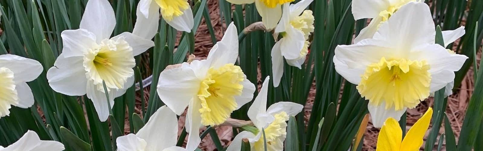 Daffodil, Jonquil, or Narcissus? Learn Classification, Outstanding Cultivars, and More