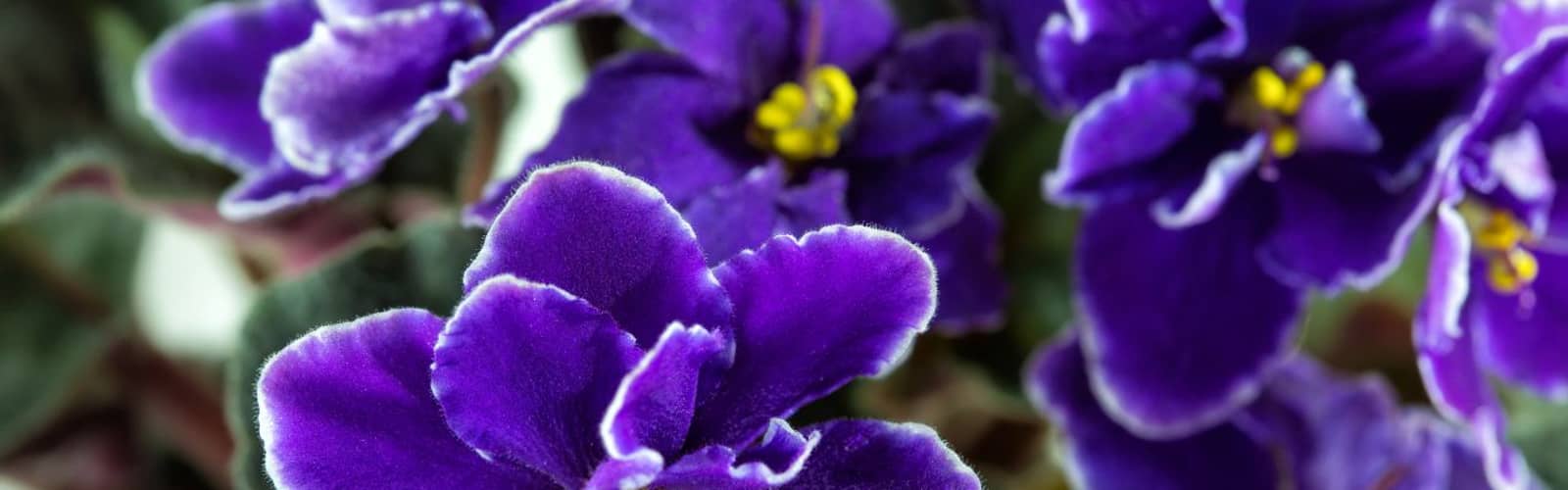 African Violets 101