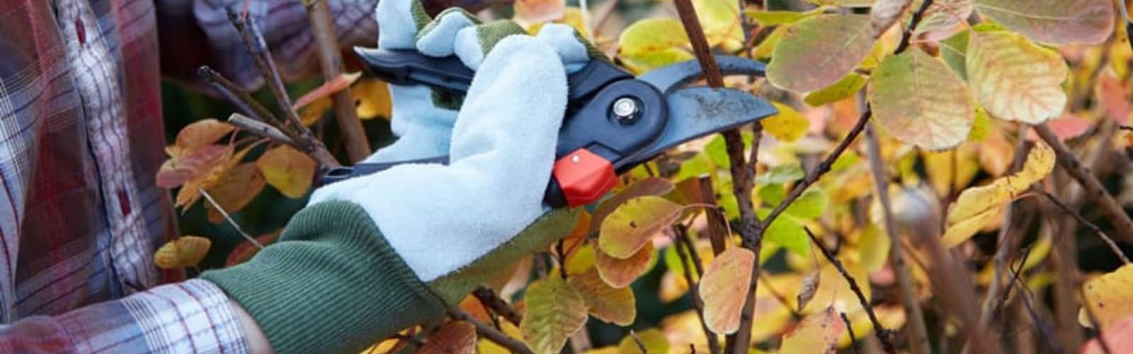 Fall Pruning and Seasonal Gardening