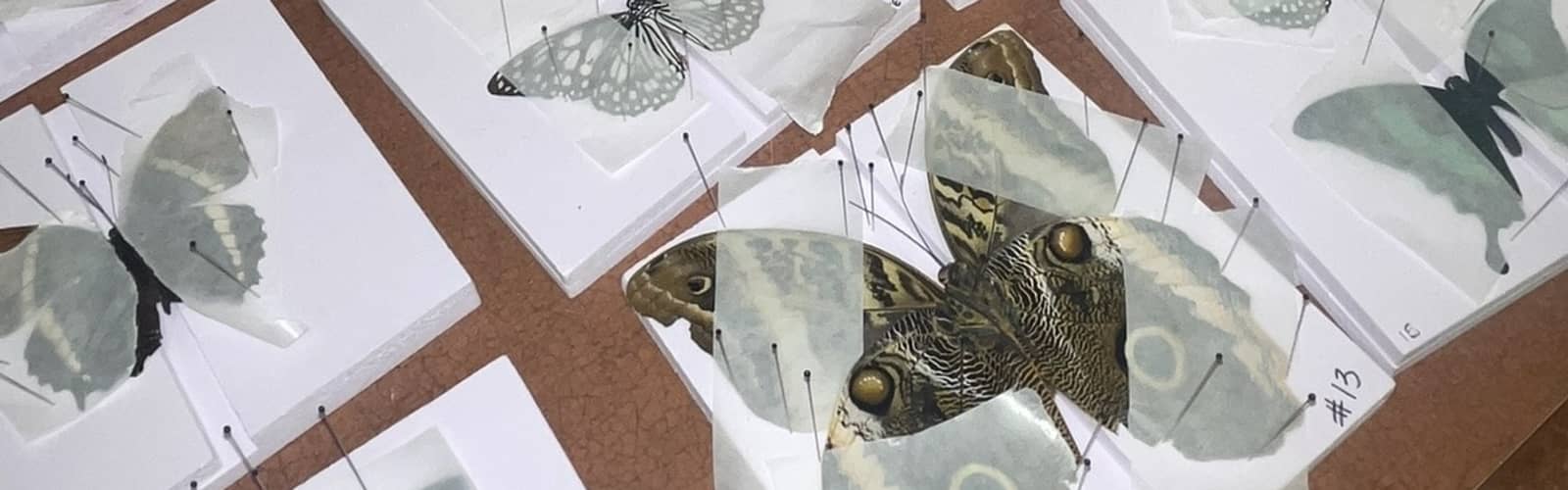Butterfly Pinning 101