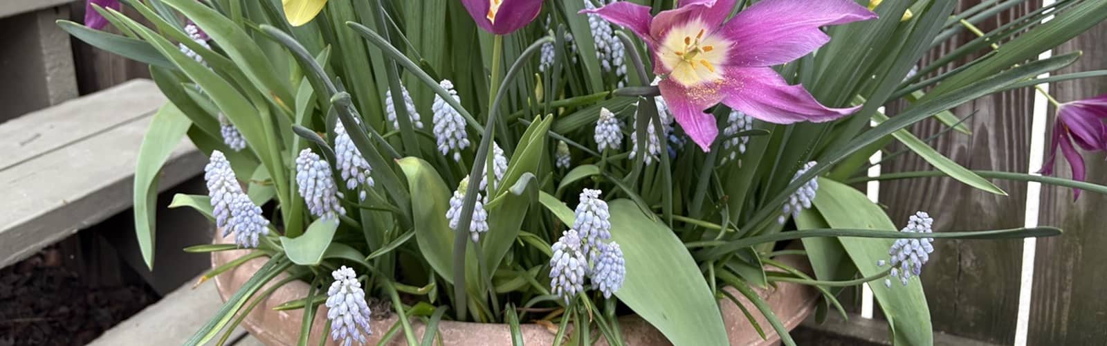 Container Gardening with Bulbs