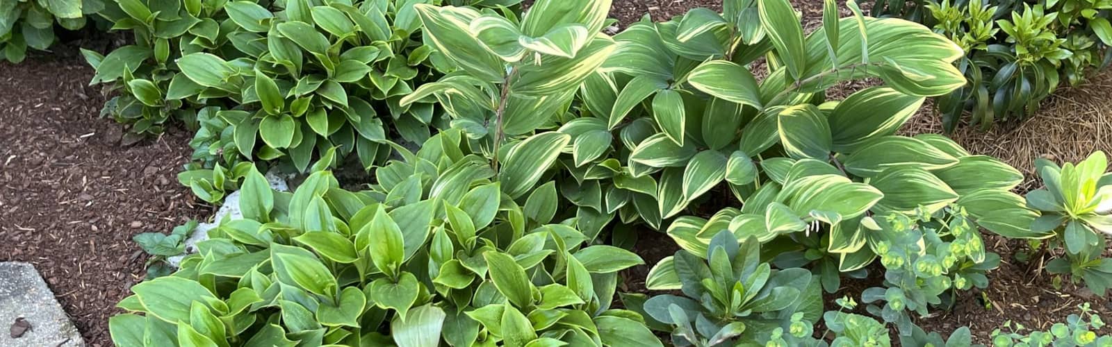 Gardening in the Shade: Unlocking the Hidden Potential of Your Landscape
