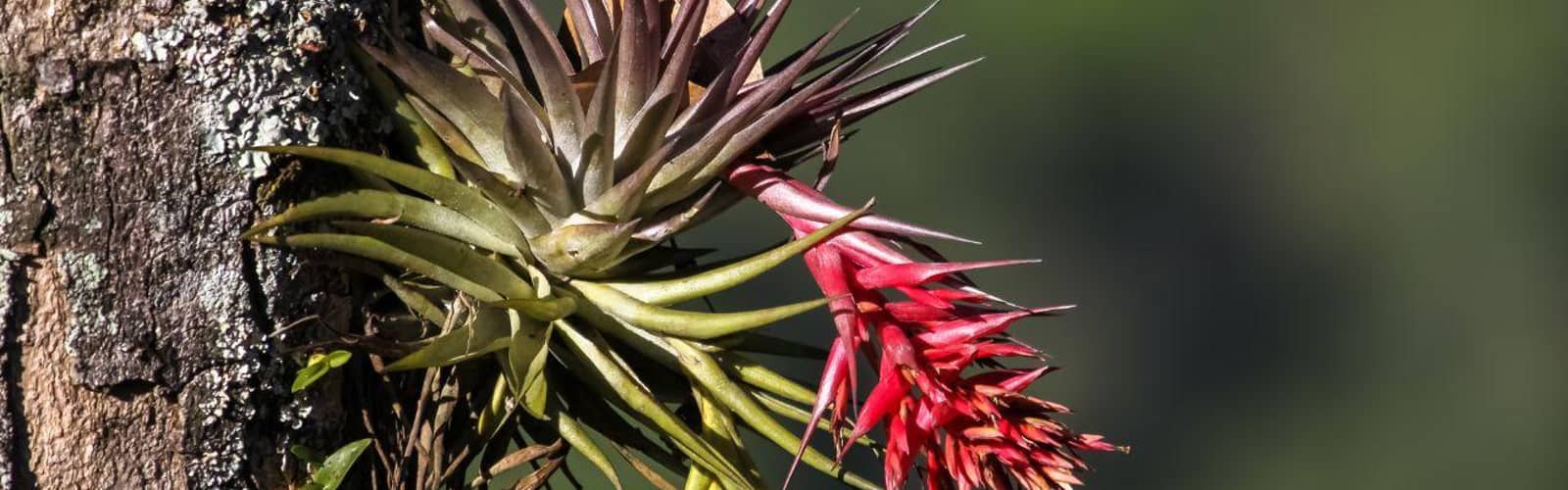 No Soil Needed: Epiphyte Mounting, Care, and Display Design