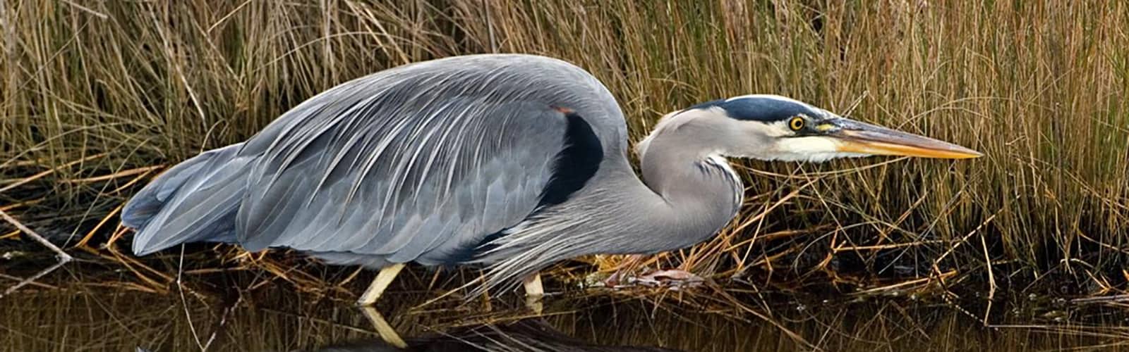 Our Little Feathered Friends – A Bird Photography Workshop