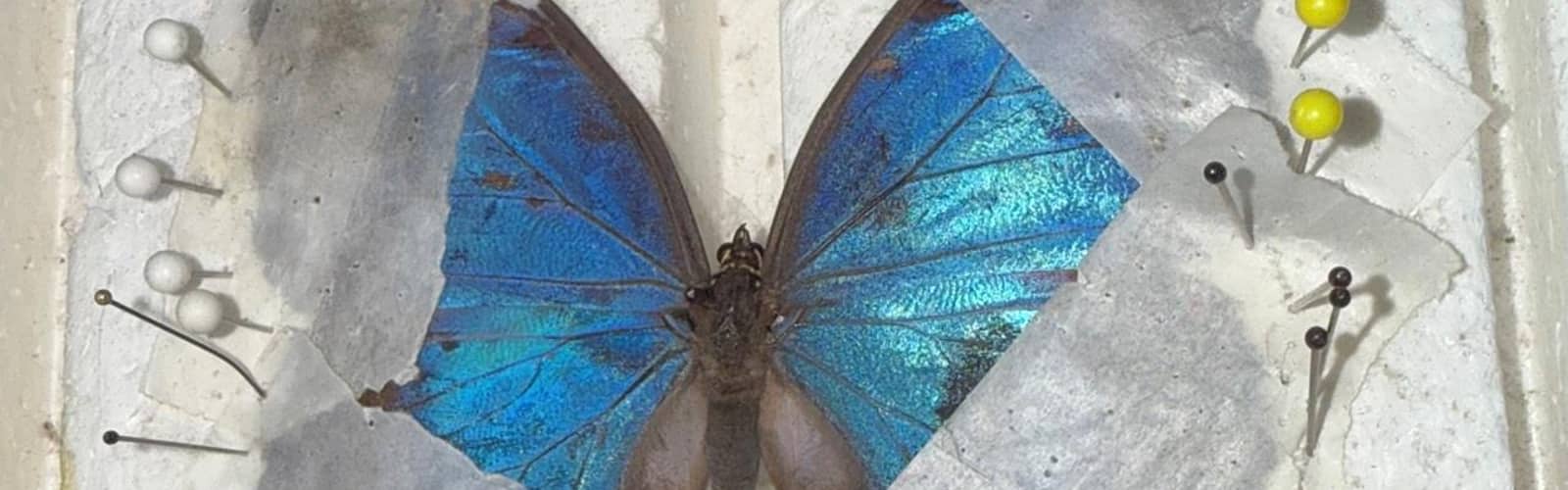 Butterfly Pinning 102: Common Morpho