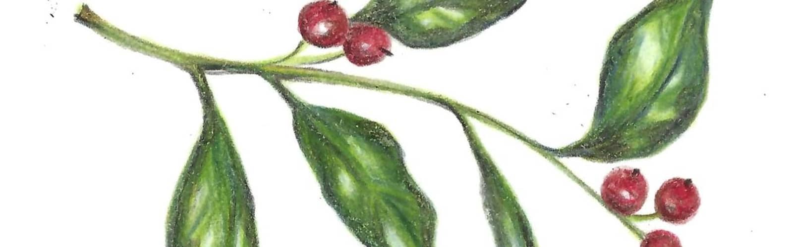 Seasonal Greens in Colored Pencil and Micron Pen