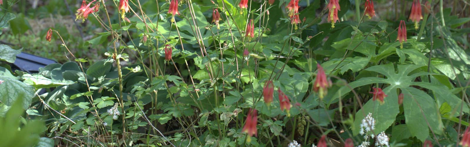 Creating a Resilient Garden: Growing Landscapes in a Changing World