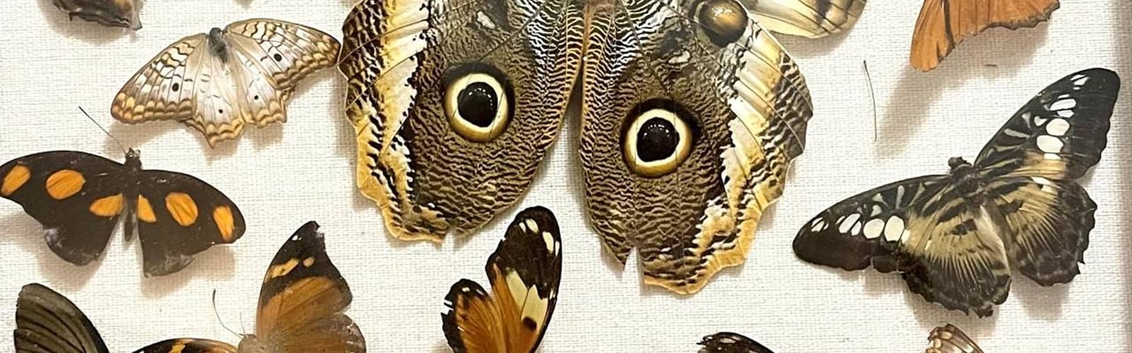 Butterfly Pinning 103: Owl Butterfly