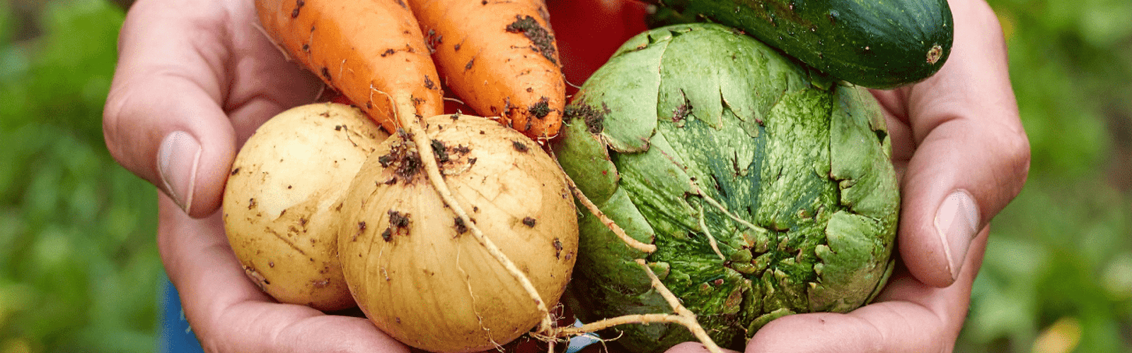 Post-Harvest Handling of Veggies: Washing, Curing, and Storing
