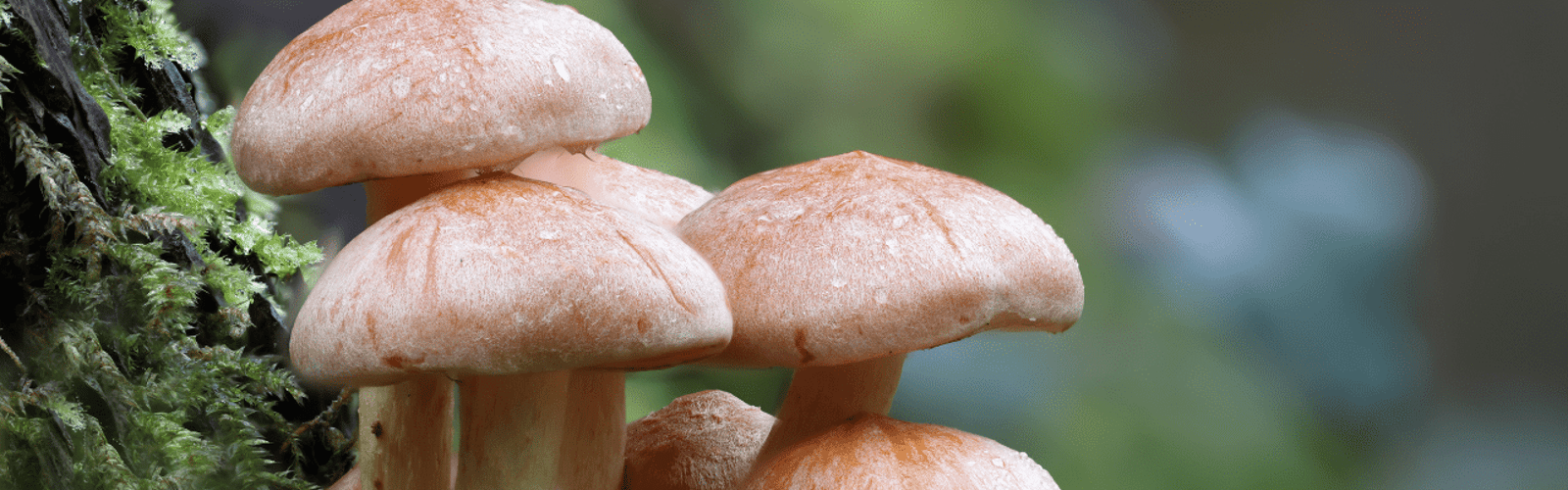 Botany for Botanical Illustration: Fungi