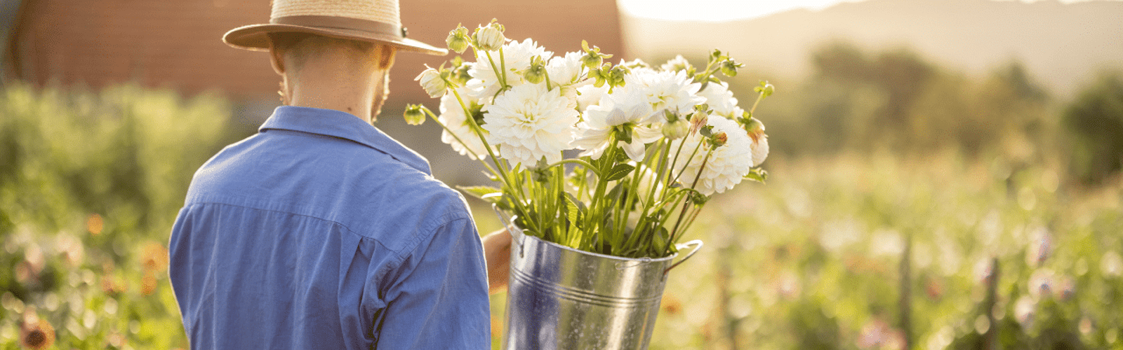 Dahlias: Harvesting, Dividing & Storing for Seasons of Blooms