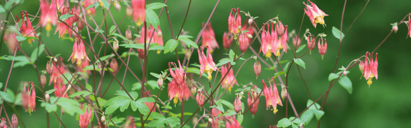 Native Plants for Beginners