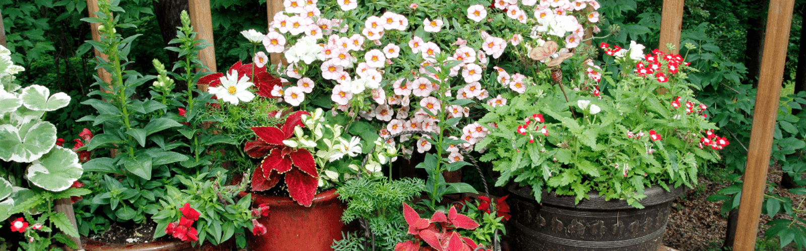 Plant, Design & Grow: Fall Container Garden Workshop