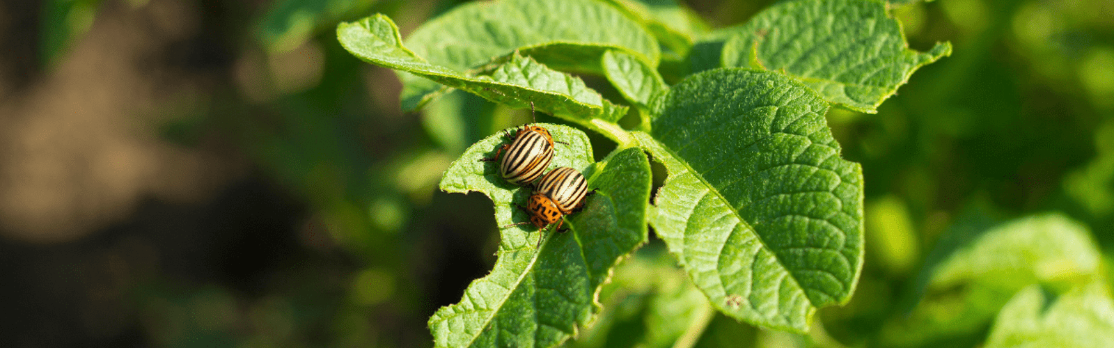 Best Pest Management Practices in an Organic Veggie Garden