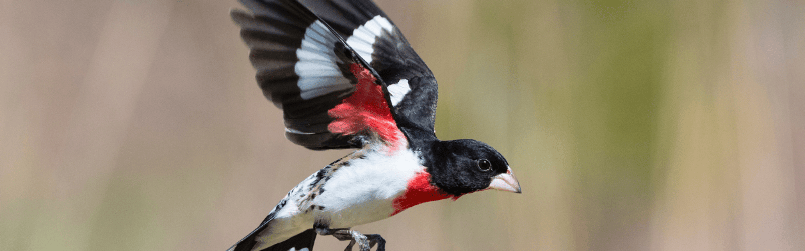 Exploring the Mystery of Bird Migration