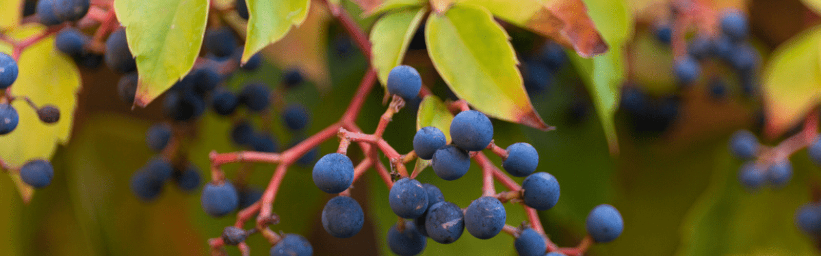 Plant Identification: Tools and Techniques for Identifying Native and Naturalized Plants in the Mid-Atlantic Region