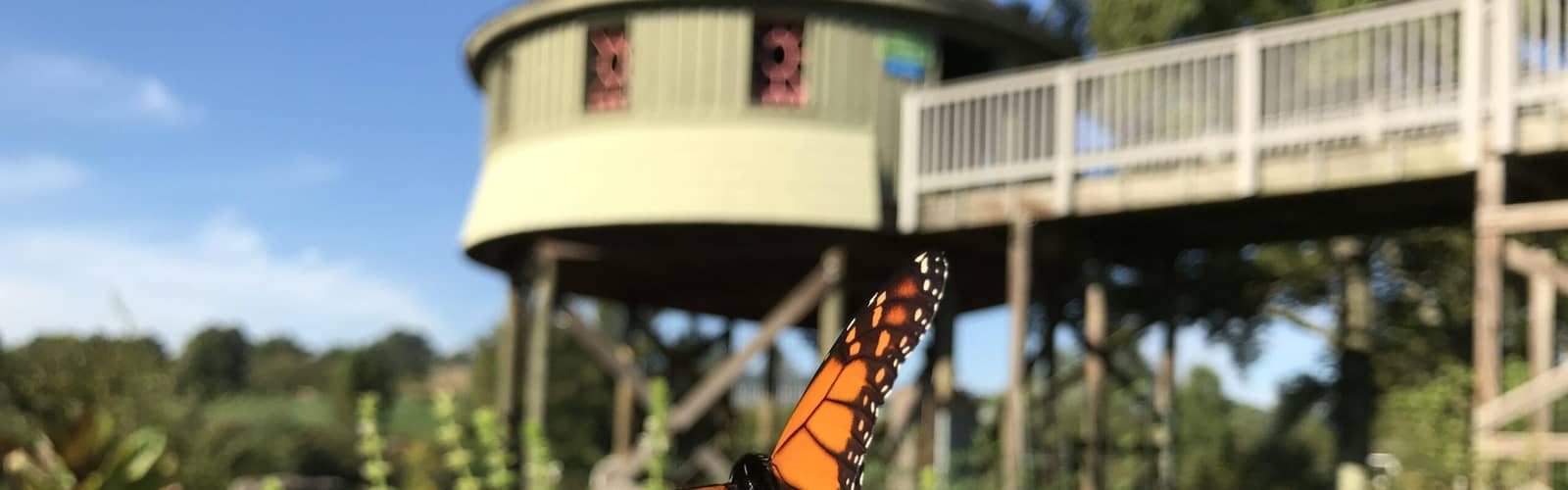 MONARCH MIGRATION CELEBRATION