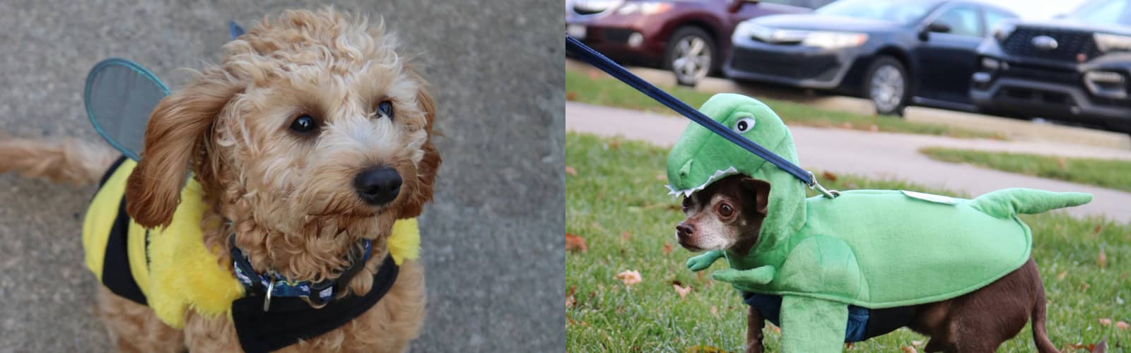 Barktoberfest
