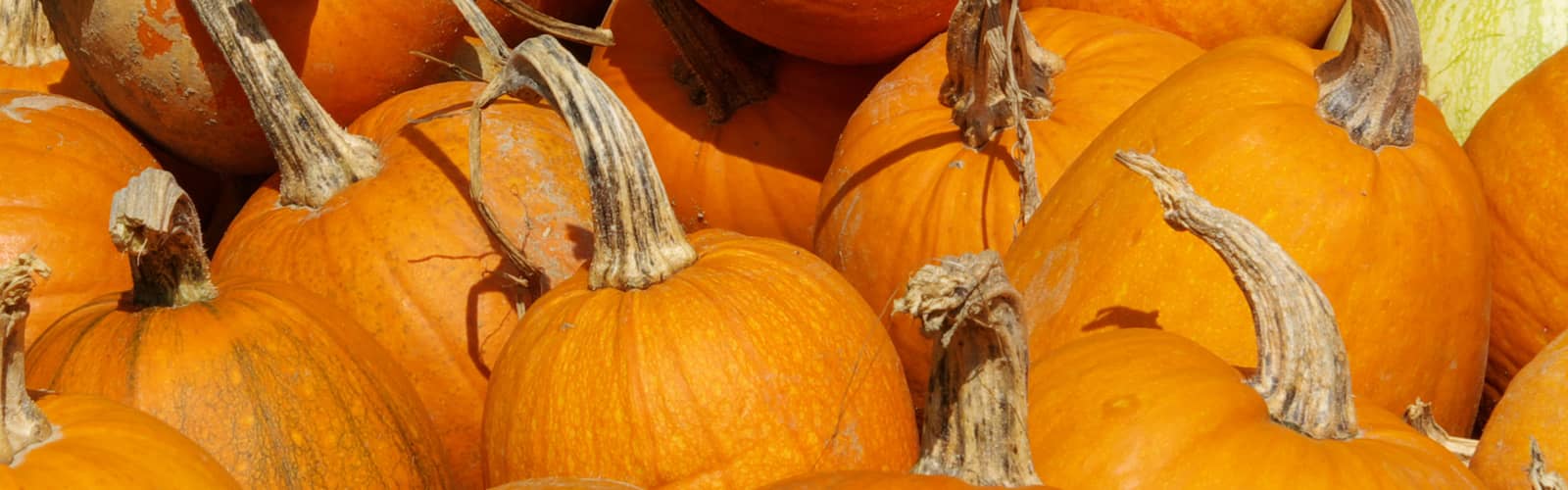 Pumpkin Walk Around The Pond