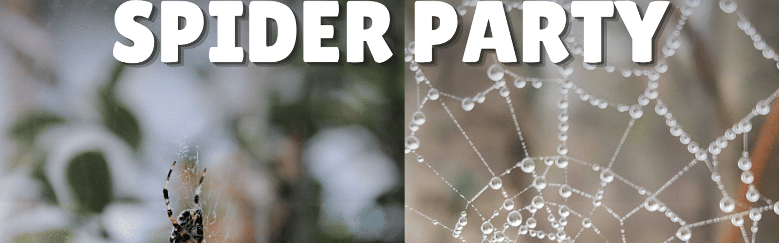Spider Party at Riverside Park