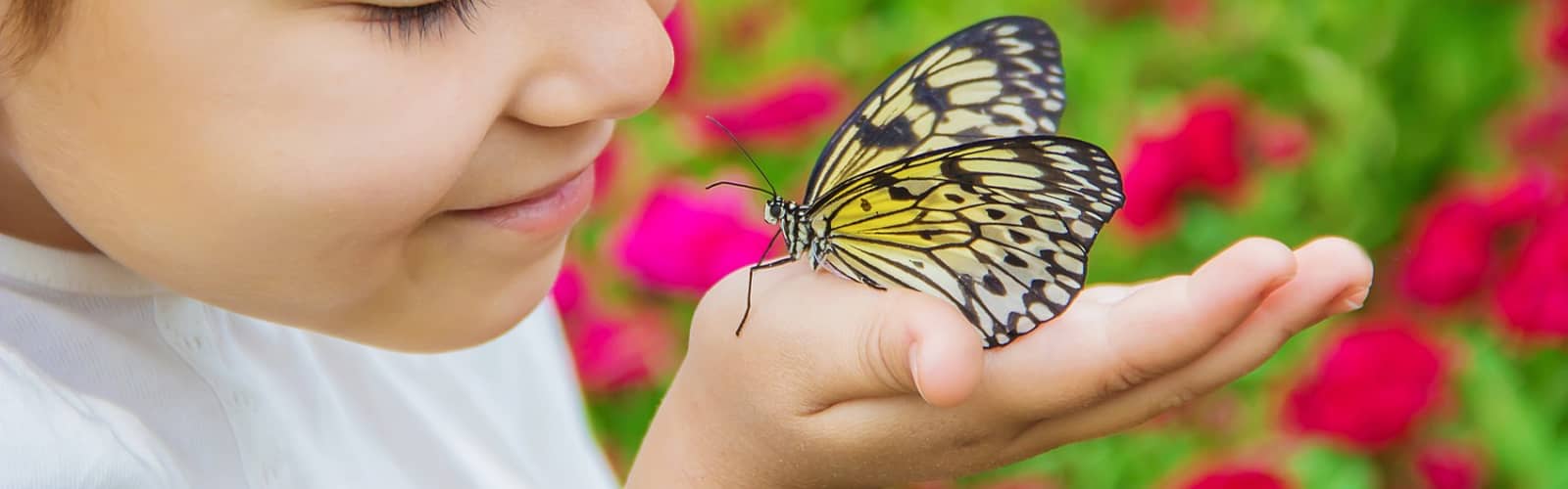 Butterfly Release