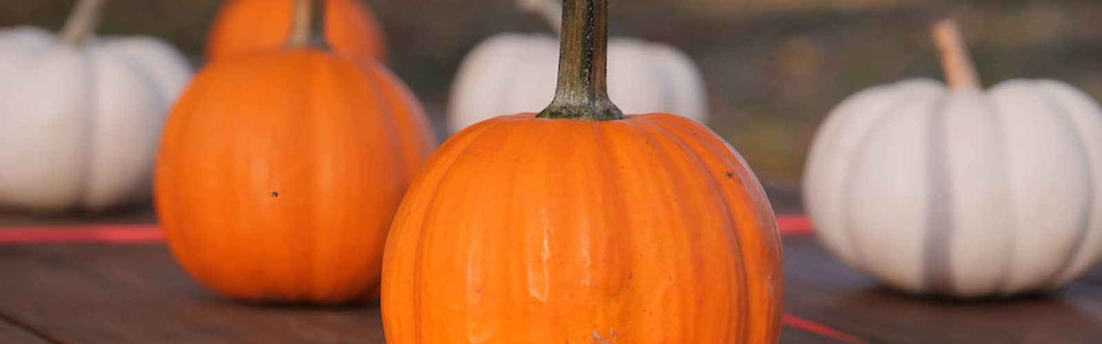 Pumpkin Carving