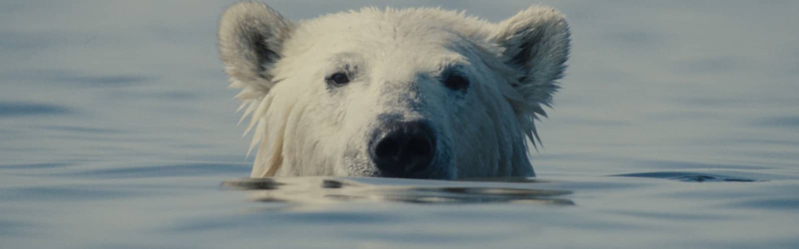 Nuisance Bear at Speed Cinema